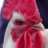 Big Judge Cock