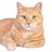 oramge cat