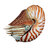 Nautilus