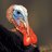 Gallopavo Fucturus