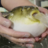 Puffer Fish