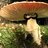 Pharaoh Fungus