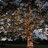 OakTreeinTheGarden