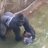 Harambe