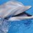 flipper