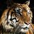 Norbert the Tiger