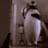 Hallucinogenic Penguin