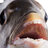 FrischFisch