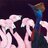 cassowary lover