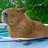 Fat Capivara