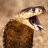 HooliganCobra