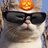 Distracted Cat