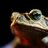 Judgemental Toad