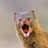 ImpossibleMongoose