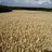 Cornfields