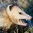 Roving Opossum