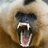 A Disgruntled Gibbon