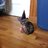 kittensneeze