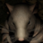 Rat Prophet