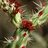 Cactus prick
