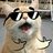 Bussy cat