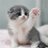 sillykittens123