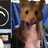 StyxHexenHamster1350