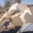 Flipped Deer