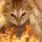 The Honeyed Cat