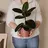 Rubber Plant