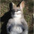 maggoted marsupial