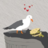 A Seagull