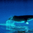 Jonah's Whale