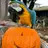 Squawking Macaw