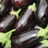 Eggplant2