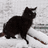 Hooble Cat