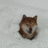 Shiba Lurker