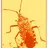 Anasa Tristis