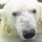PoolerBear