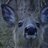FuckedUpDeer