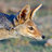 Jackal