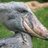 shoebill