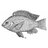 Tilapia