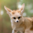 Fennec 'Tard
