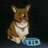 EinTheCorgi42