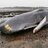 Sperg Whale