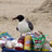 Garbage Bird
