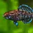 Fishfag