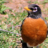 A Robin