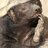 Smiling Honeybadger